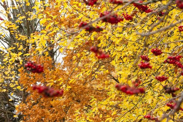 杨梅向黄色的树叶背景关-在上面采用秋.