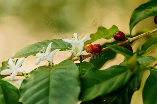白色的咖啡<strong>豆花</strong>向咖啡豆树.