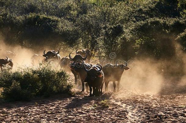 非洲的水牛或斗篷水牛同步器卡弗