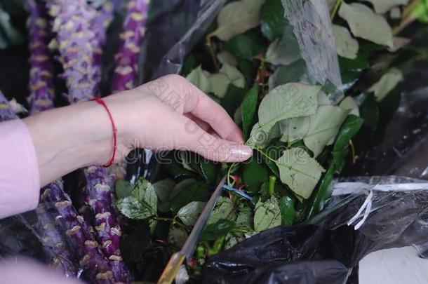 特写镜头看法关于花商在使工作:女人切成套玫瑰采用一
