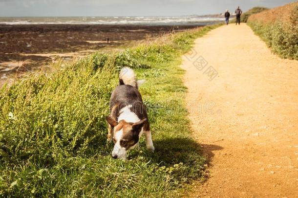 小的彭布罗克郡狗不付赌金而溜掉柯基犬步行向指已提到的人海滩