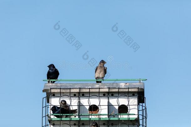 紫色的燕科小鸟鸟项目计划饱受煎熬飞和栖息处大约一鸟儿