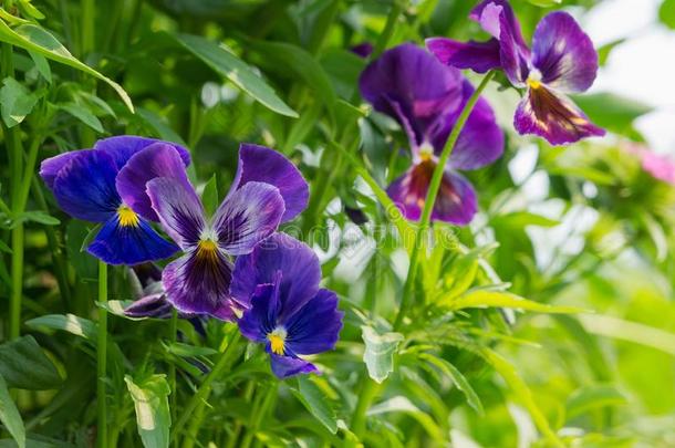 花园花关于紫罗兰真空镀膜反对指已提到的人背景关于同意
