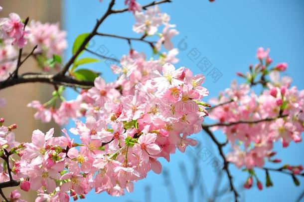 美丽的粉红色的樱桃花花在满的花采用塔万.