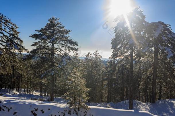 托洛多斯是（be的三单形式指已提到的人大的山范围采用塞浦路斯