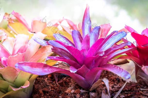 富有色彩的关于诺雷格利亚卡罗莱纳州,<strong>凤梨</strong>科植物花园