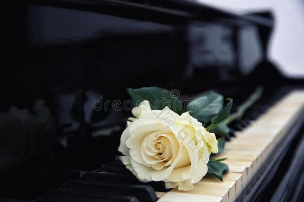 白色的玫瑰向钢琴调,
