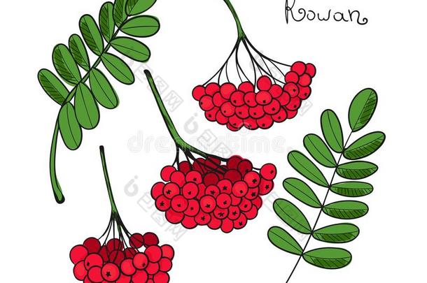 放置<strong>红色</strong>的欧洲花楸树.隔离的原理关于欧洲花楸berry或<strong>杨梅</strong>.