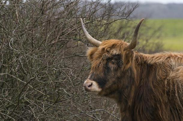 年幼的苏格兰Galloway原产的<strong>马奶</strong>牛采用荷兰人的自然