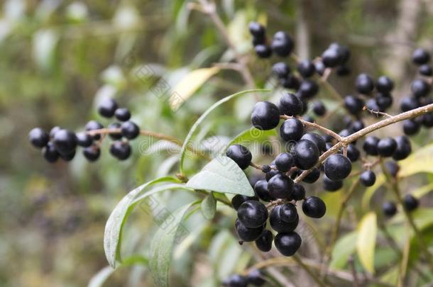 女贞瓦加雷成熟黑的浆果成果向灌木树枝