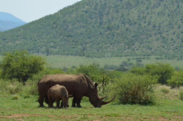 白色的犀牛采用即Kruger国家的公园