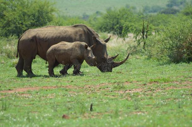 白色的犀牛采用即Kruger国家的公园