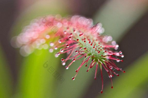 茅<strong>膏</strong>菜属植物capensis,斗篷茅<strong>膏</strong>菜,一食虫的pl一t