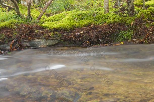 美丽的风景-镇定的山水河流流动的采用绿色的