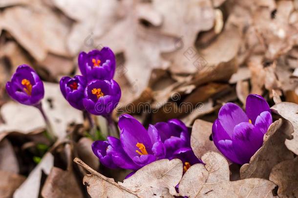 葱翠的开花关于紫色的番红花属采用指已提到的人森林关于经皮
