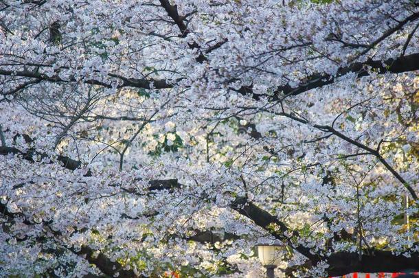 充分地-真空镀膜樱桃花在上野Park上野人名采用上野distribute分发