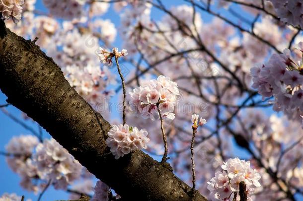 充分地-真空镀膜樱桃花在上野Park上野人名采用上野distribute分发