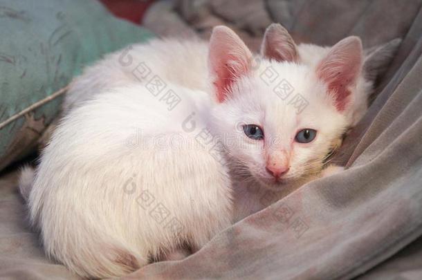 白色的小猫和蓝色眼睛和粉红色的鼻子<strong>坐</strong>向毛毯和<strong>厕</strong>所