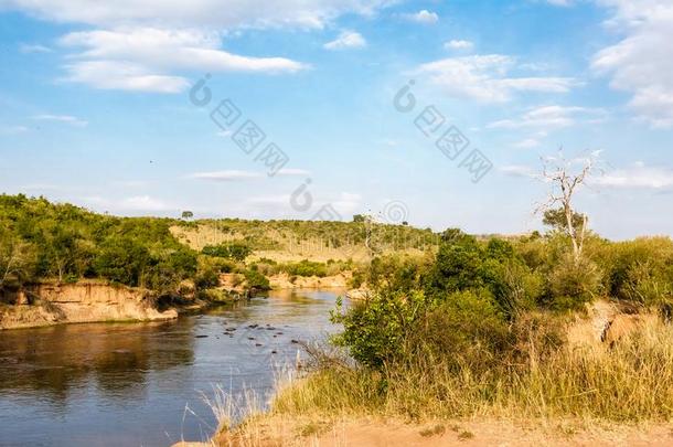 巴塔哥尼亚野兔河采用马赛人巴塔哥尼亚野兔.河经过树.肯尼亚.