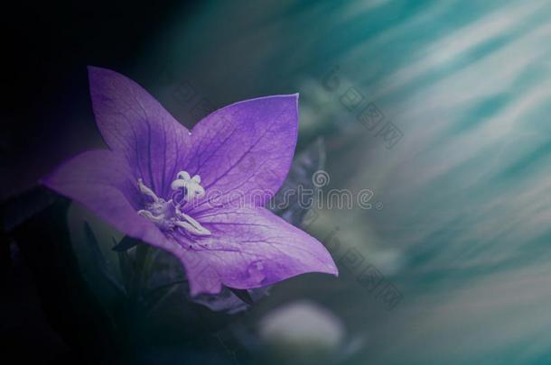 紫罗兰紫色的风铃草属植物圆叶风铃草花