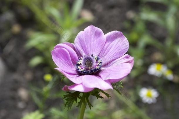 单一的紫色的装饰的银莲花<strong>冠状动脉</strong>demand需要卡昂哔叽采用花