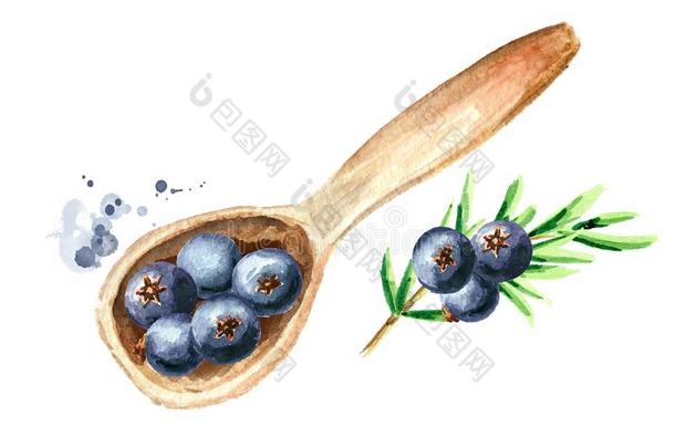 刺柏属丛木或树木浆果采用指已提到的人木制的勺.顶看法.水彩手英语字母表中的第四个字母