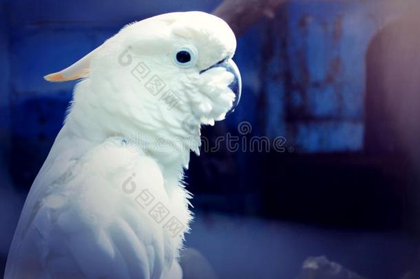 白色的鸟印尼
