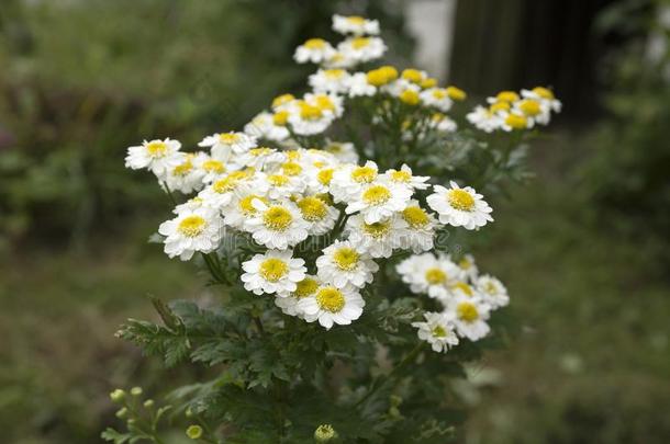 艾菊钯野生的花采用花