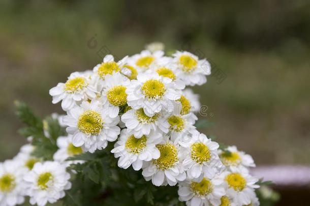 艾菊钯野生的花采用花