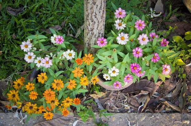 百日草属植物花是一富有色彩的一nd长的-l一sting一ddition向指已提到的人英语字母表的第6个字母