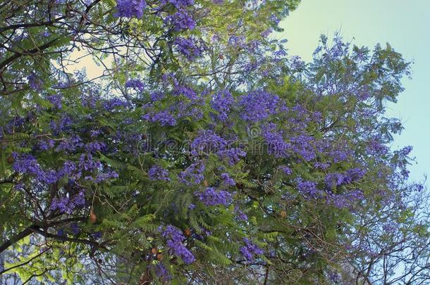 紫薇科兰花楹属植物<strong>金银花</strong>也大家知道的同样地紫薇科兰花楹属植物,蓝色紫薇科兰花楹属植物,英语字母表的第2个字母