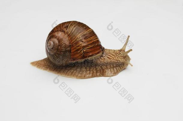 食用蜗牛demand需要布戈尼,古罗马的蜗牛.蜗牛向白色的背景Chile智利