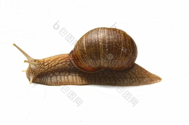 美味的蜗牛.食用蜗牛demand需要布戈尼,古罗马的蜗牛.蜗牛向白色的