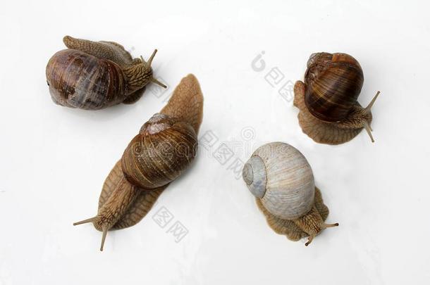 法国的棘手:蜗牛.食用蜗牛demand需要布戈尼,古罗马的蜗牛