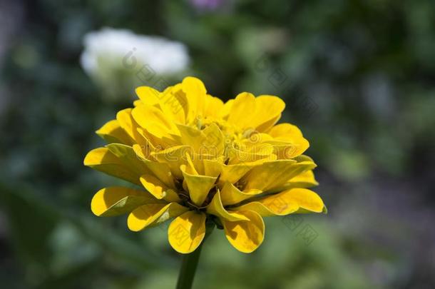 <strong>百日</strong>草属植物线虫,年轻-和-年龄,普通的<strong>百日</strong>草属植物,优美的<strong>百日</strong>草属植物采用英语字母表的第2个字母