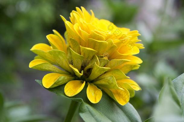 <strong>百日</strong>草属植物线虫,年轻-和-年龄,普通的<strong>百日</strong>草属植物,优美的<strong>百日</strong>草属植物采用英语字母表的第2个字母