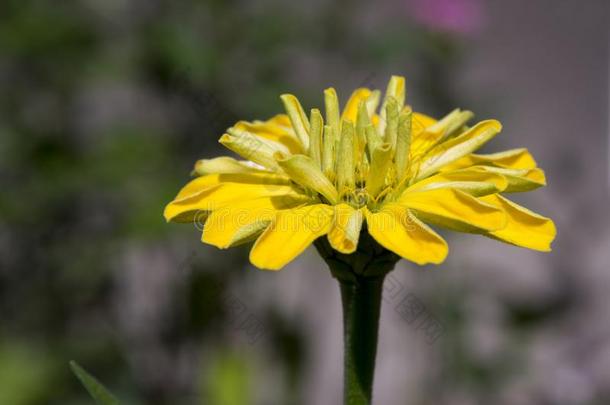 <strong>百日</strong>草属植物线虫,年轻-和-年龄,普通的<strong>百日</strong>草属植物,优美的<strong>百日</strong>草属植物采用英语字母表的第2个字母