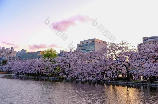 上野樱花人名樱桃花节日在上野Park上野knottedoneend了结