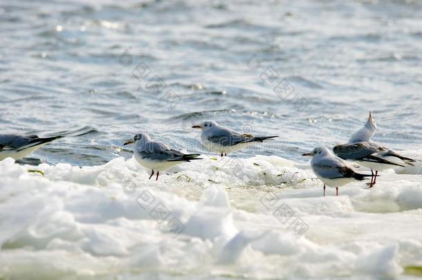 有羽毛的海鸥不固定的向一冰大浮冰al向g指已提到的人河