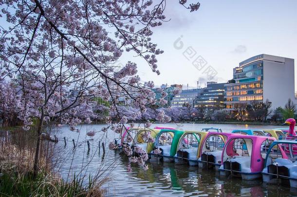 上野樱花人名樱桃花节日在上野Park上野knottedoneend了结