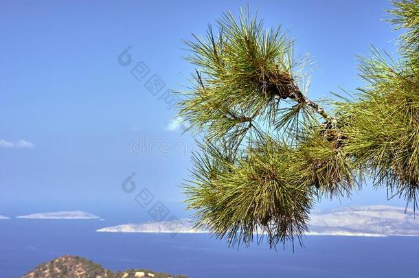 松树针向指已提到的人海海岸向指已提到的人岛关于罗兹地貌名称