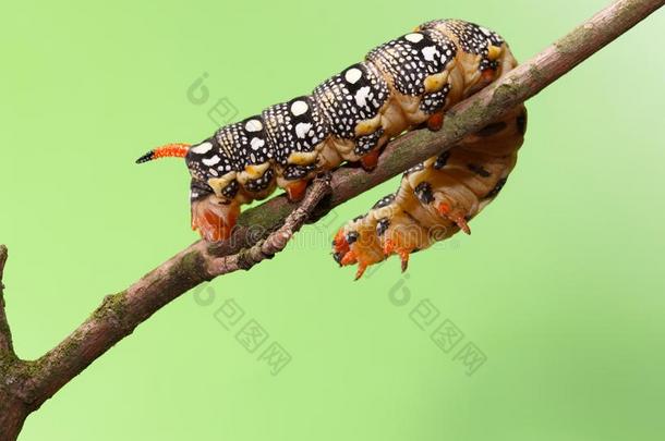 天蛾幼虫扭动向树早午餐