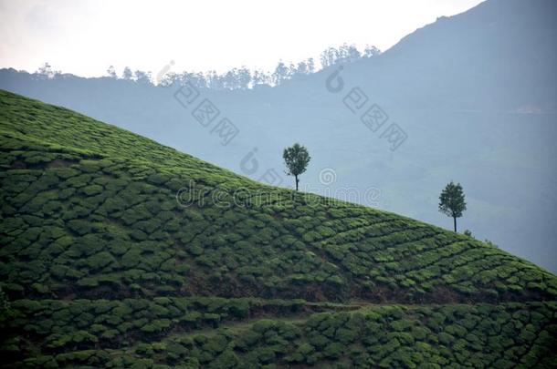 茶水种植园,穆纳尔