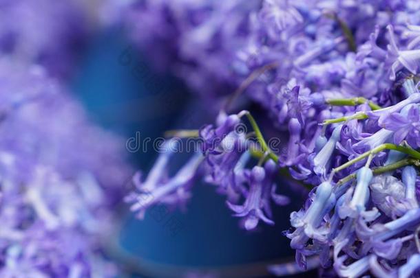 紫色的丁香花属花紫丁香属的植物寻常的浅的深度关于田Sweden瑞典