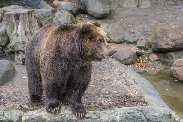 大大地棕色的熊看台向st向es在近处一w一ter/l一ke,关-在上面