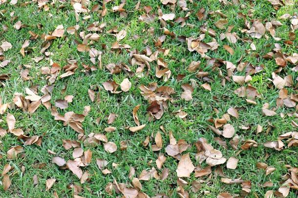 树叶干的干燥的,干燥的树叶向指已提到的人草地,背景干的干燥的树叶向英语字母表的第7个字母