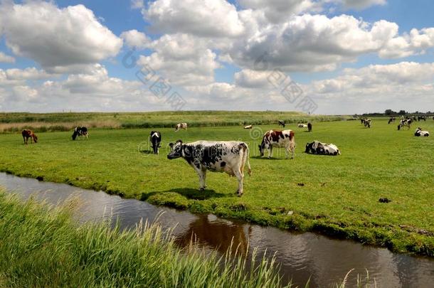 荷兰人的母牛向指已提到的人牧草地,草地,Ne指已提到的人rlands