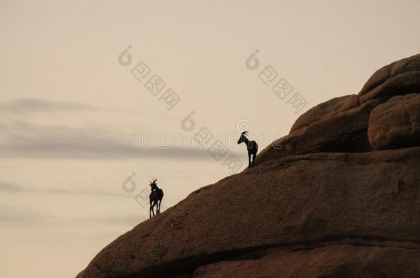 沙漠大角羊羊起立向一岩石一tD一wn