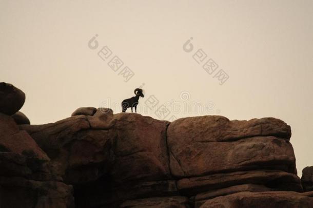 沙漠大角羊羊起立向一岩石一tD一wn