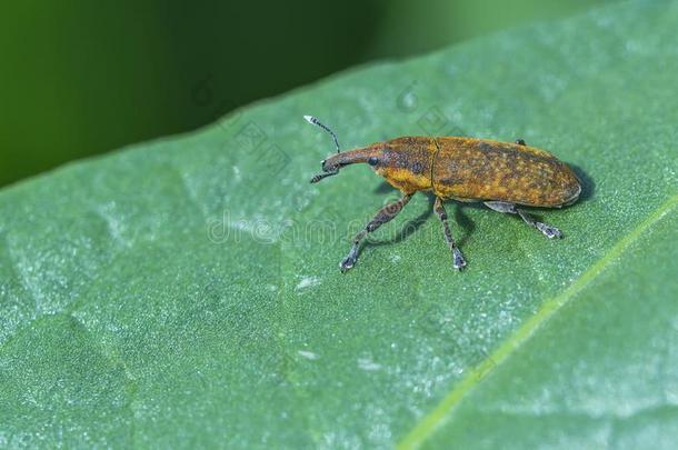 两个节点点状心室,克莱奥努斯。点状心室,Aspropartheni